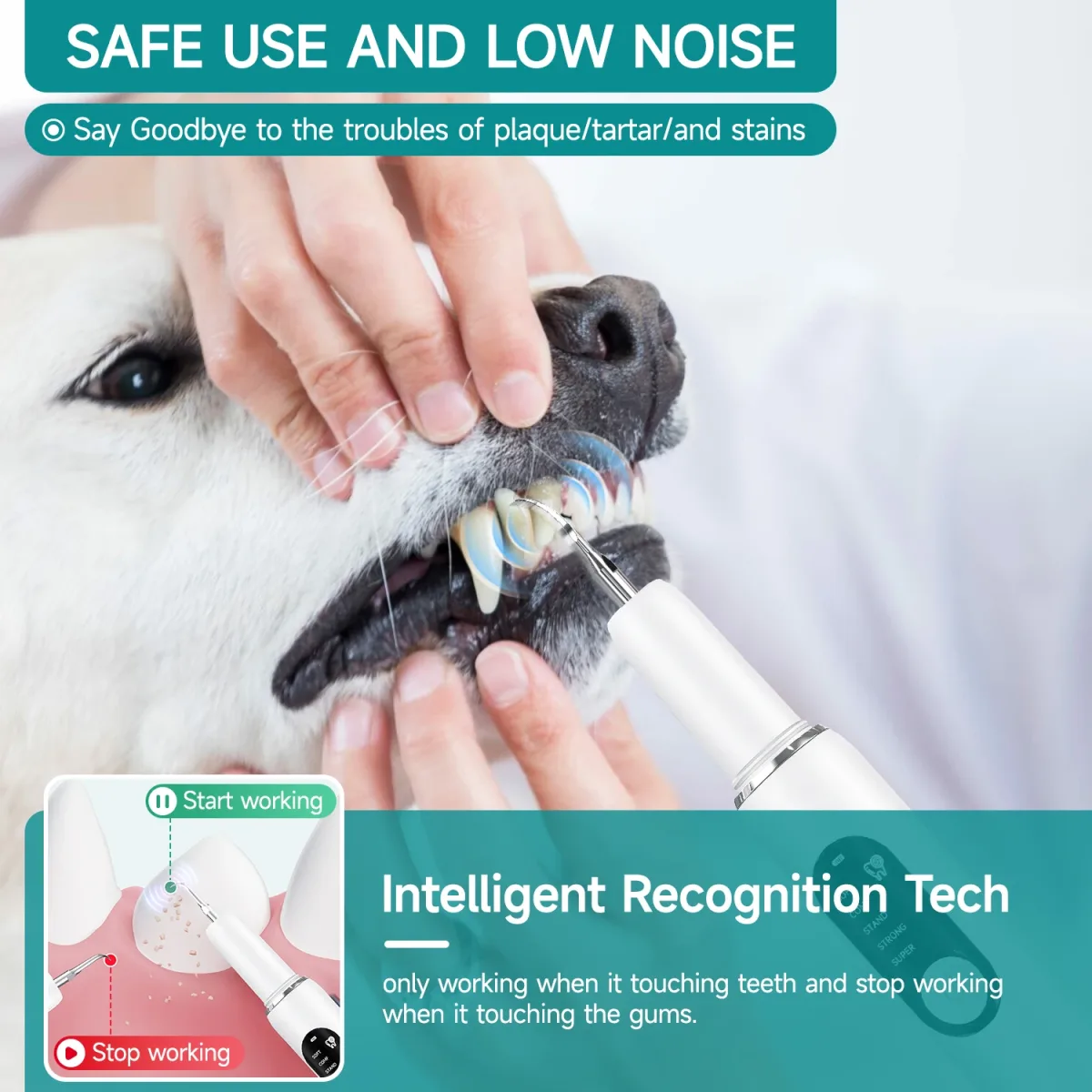 Détartreur ultrasonique blanc pour chiens